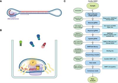 Application of third-generation sequencing to herbal genomics